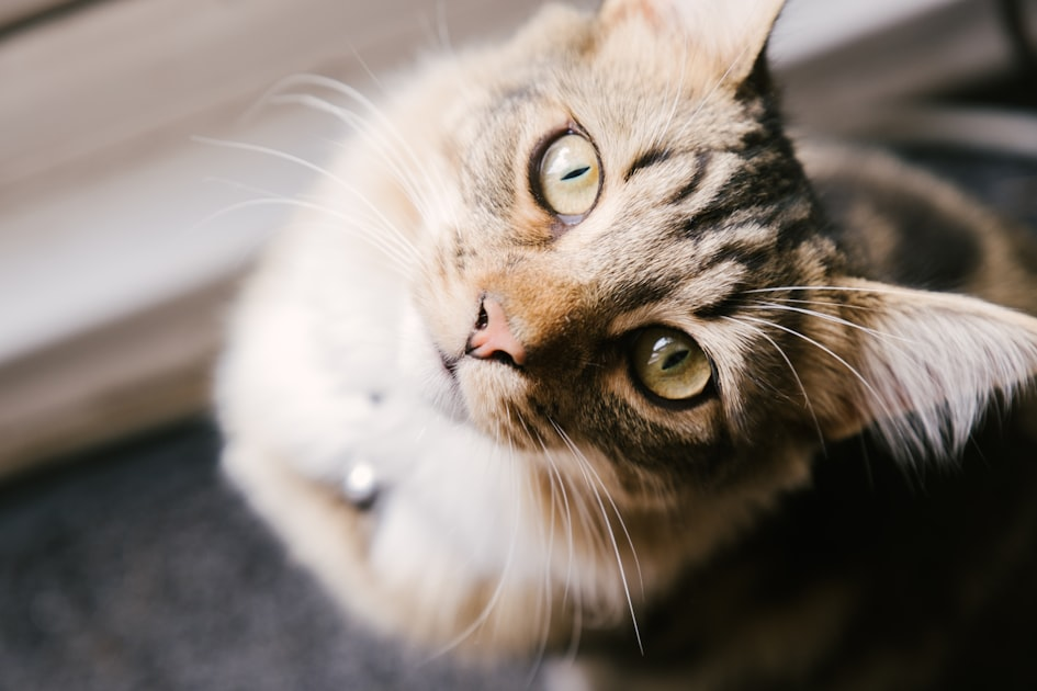 Understanding British Shorthair Behavior