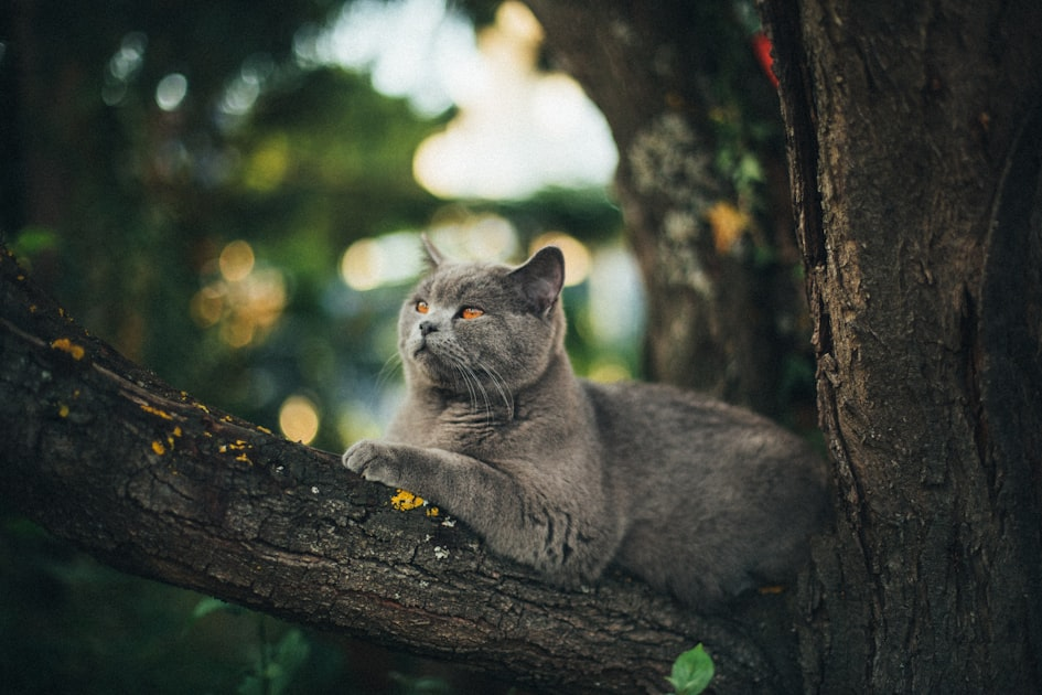 Health Issues in British Shorthairs