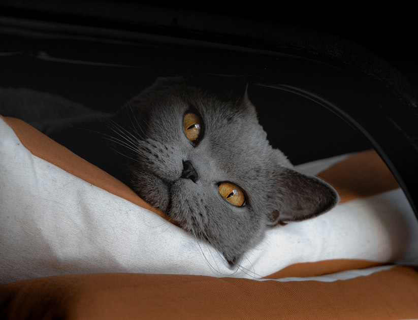 Training Your British Shorthair