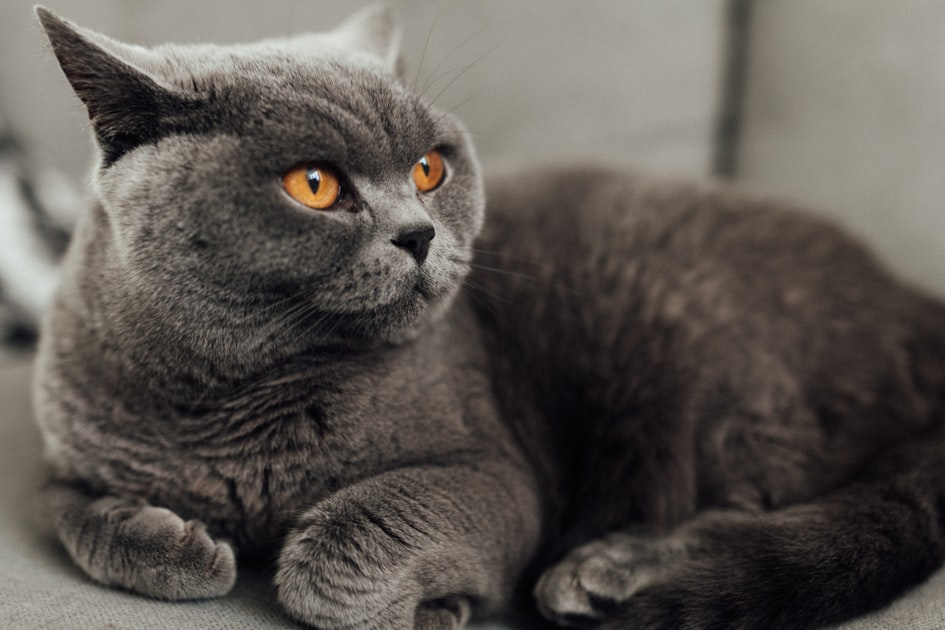 Choosing the Right British Shorthair