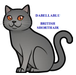 British Shorthair Dabellablu Cattery